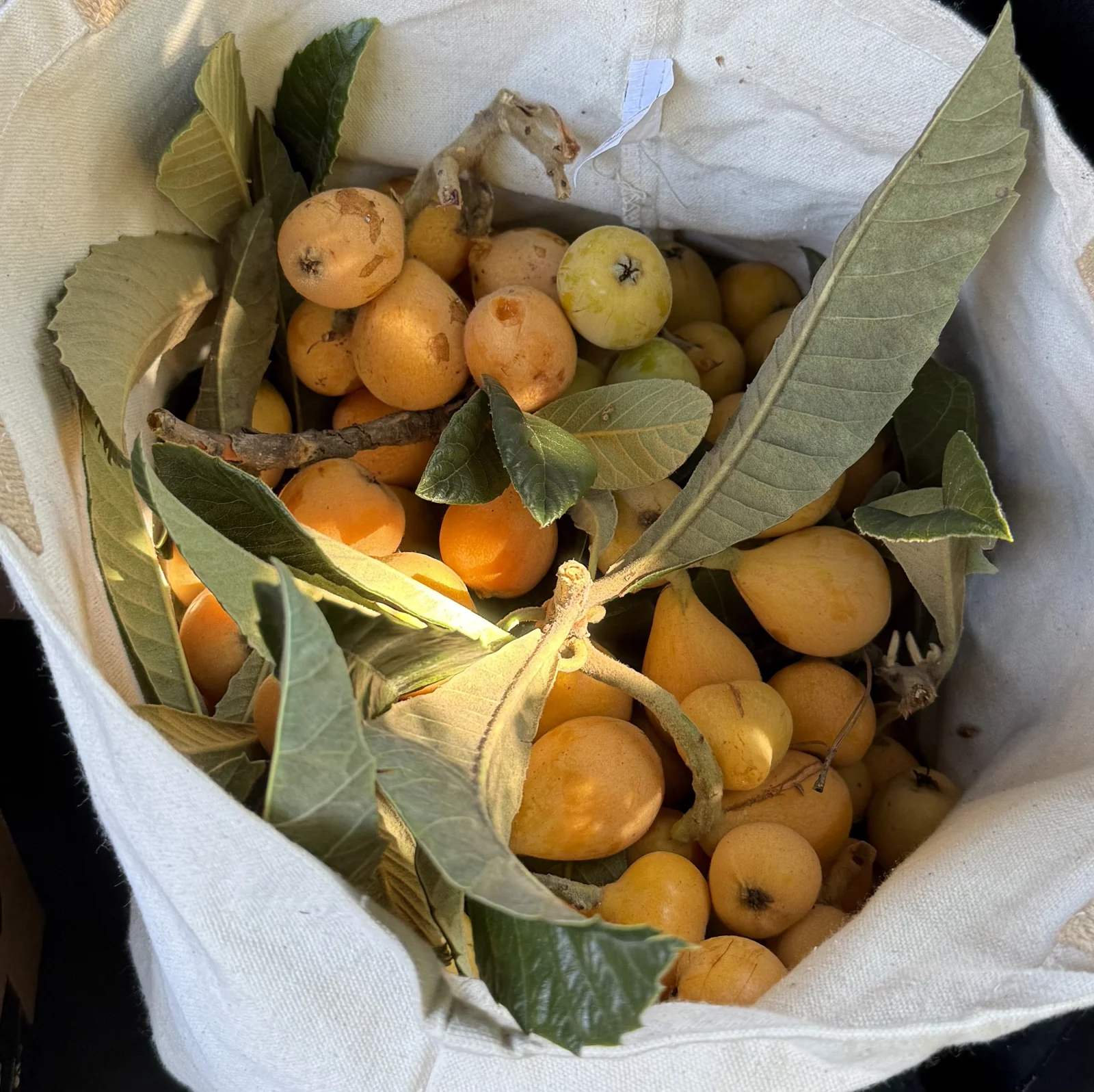 Loquats collected in a canvas bag