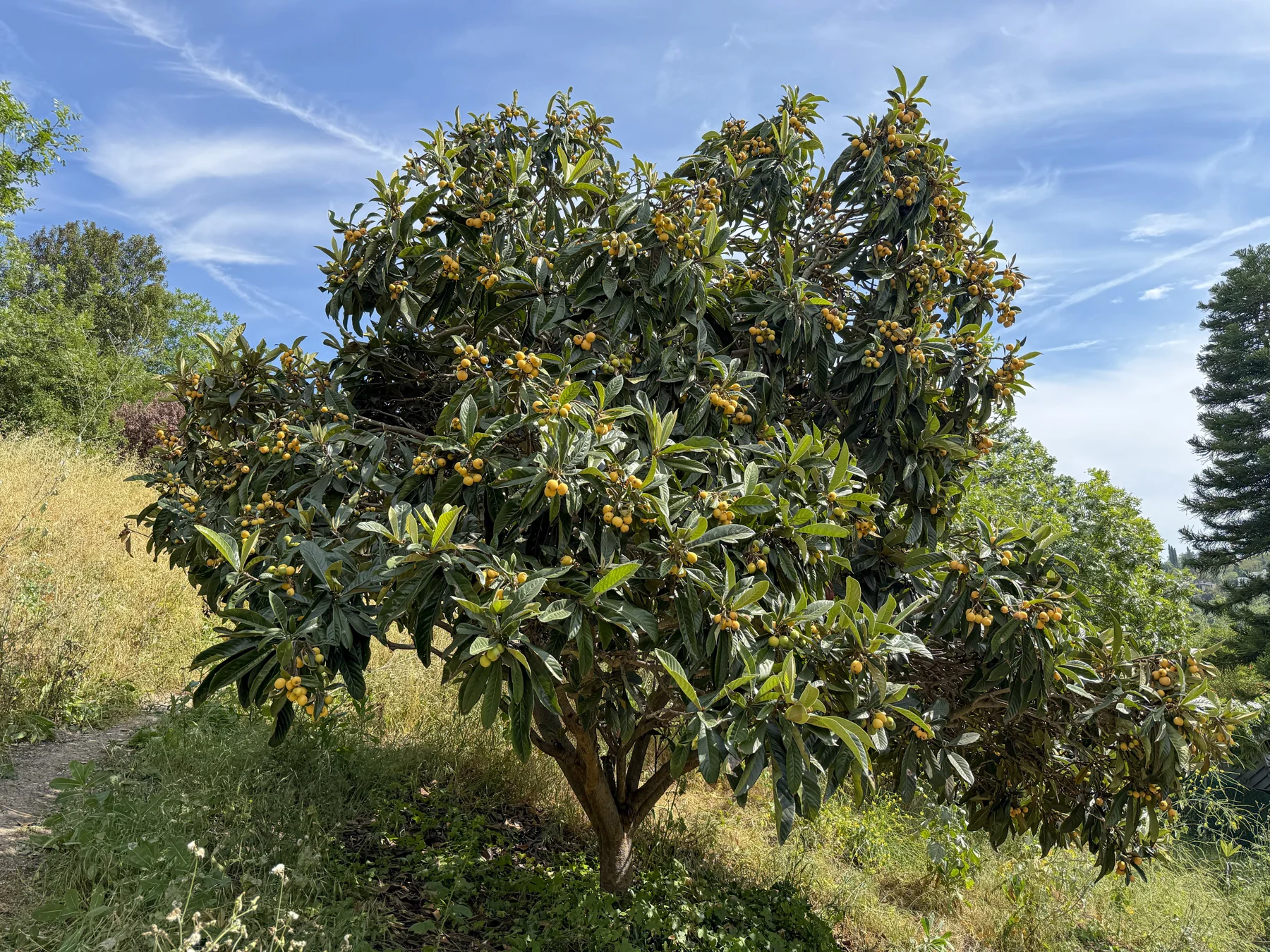 A loquat tree in Elyria Canyon